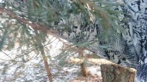 ОХОТА НА КУНИЦУ КАПКАНОМ НОЯБРЬ. КАК ПОЙМАТЬ КУНИЦУ. УСТАНОВКА КАПКАНА. ВЫБОР МЕСТА.