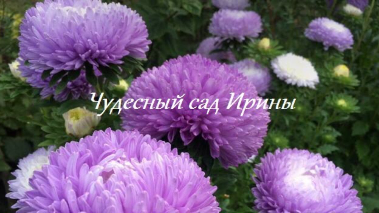 Чудесный сад Ирины. Астра однолетняя Балун