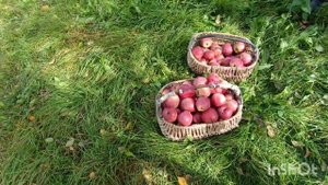 В теплице, брызгаю "Торнадо", дорога бывает разная, октябрь 25 год