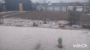 Перцы краснеют,я ещё болею