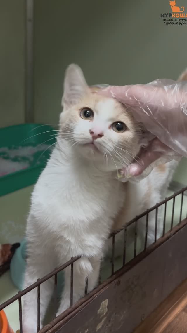 Орнамент (уже дома)