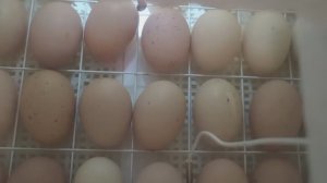 Решили в зиму заложить🐥 Сделали короб 🌾🌱Я плохая мать 👀🙄Дом в станице🏠
