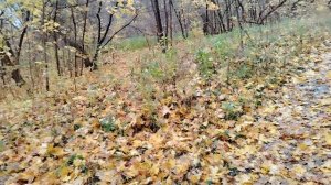 Желтые листья, сырая земля, осенний пейзаж - (2)