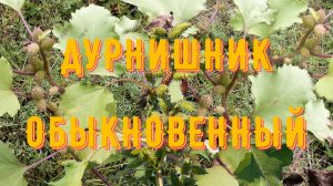 Дурнишник обыкновенный