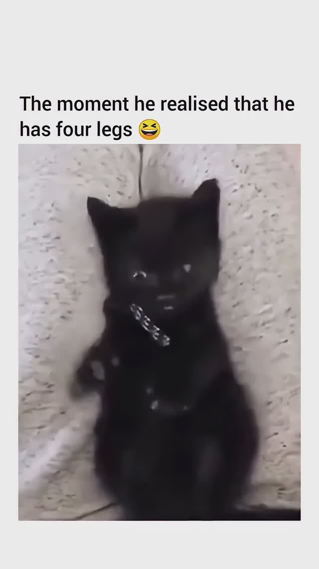 CAT realizes he has FOUR Legs...1...2..3..FOUR! #funnycatvideos #catlovers #funnycats #catshorts смотреть онлайн
