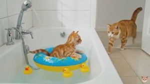 Кошки, котята, хрюшки и кролики кушают, купаются и ездят. Часть 1