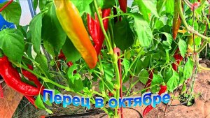 "Перцы в теплице на октябрь месяц."#сад#огород#дача