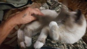 VID_20251014_204808.mp4