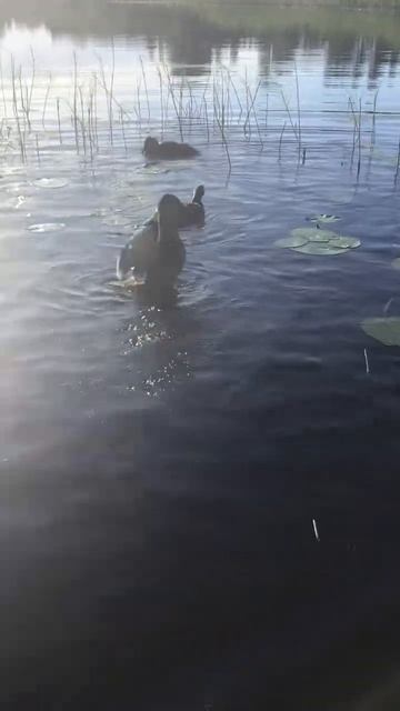 Ленинградская область. Хвойное. 06.07.2024. Часть 33. Утята-Распорядок не нарушать_ Утро-завтрак