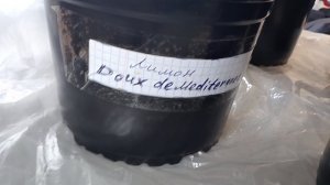 Краткий обзор цитрусов.Октябрь 2025