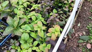 Зимовка крупнолистных гортензий. 14.10.2025