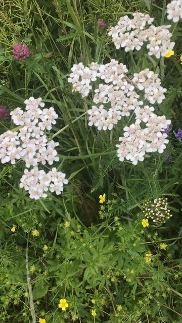 Ленобласть. Хвойное. 06.07.2024. Растение-Соцветия тысячелистника