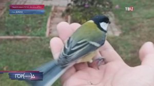 Спасенная людьми синица не хотела расставаться с сытой жизнью: но свобода оказалась привлекательнее