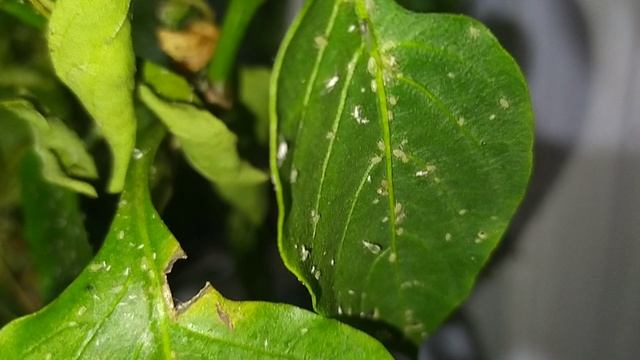 Зеленая тля на перце, в доме на подоконнике смотреть онлайн