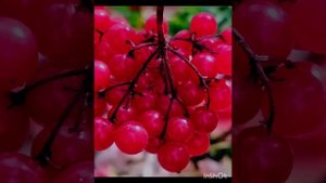 Утренняя прогулка ( 14 октября)