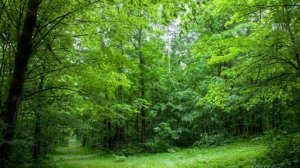 Звуки дневного и ночного 🌳леса. Объемная звуковая атмосфера леса #звук #лес #звукилеса #ауралеса