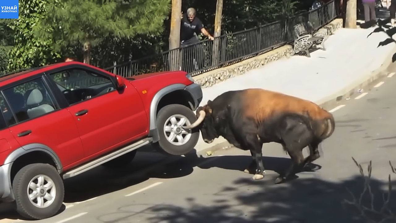 ТОП самых безумных встреч с дикими животными!