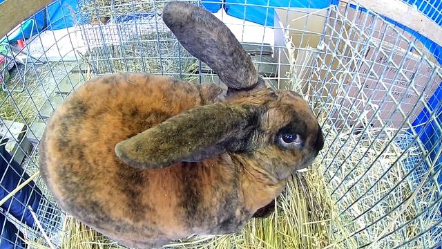 Курская весенняя выставка-ярмарка домашней птицы и кроликов 2019. смотреть онлайн