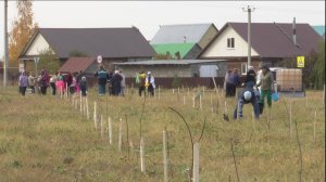 Рябины на Рябиновой украсили первую в Нурлате аллею волонтеров