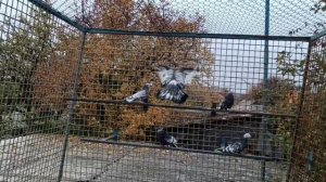 Николаевские голуби 2025