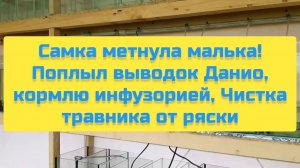 САМКА МЕТНУЛА МАЛЬКА! ПОПЛЫЛ ВЫВОДОК ДАНИО, КОРМЛЮ ИНФУЗОРИЕЙ, ЧИСТКА ТРАВНИКА ОТ РЯСКИ