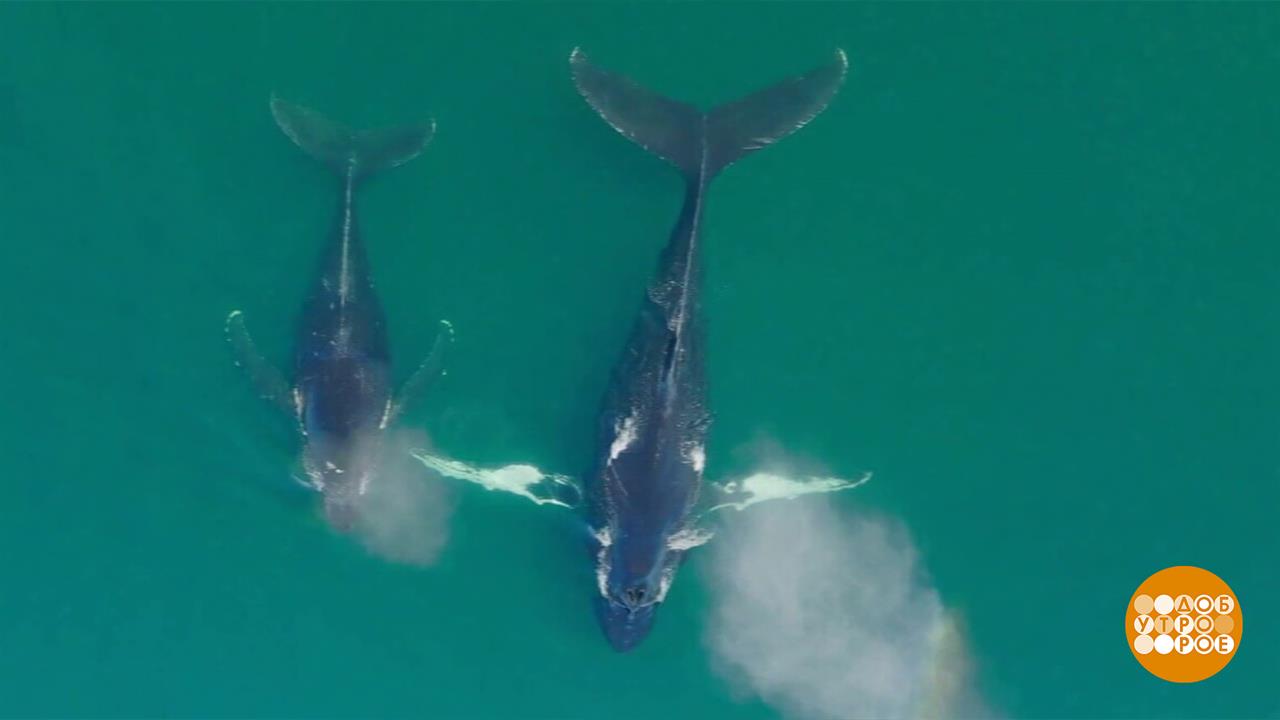 Китов по осени считают. И измеряют... Доброе утро. Фрагмент выпуска от 14.10.2025