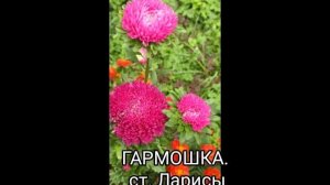 Гармошка (песня на стихи Ларисы Ромашкиной (мои))