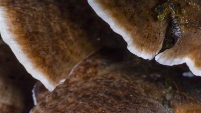 Как растут грибы. Юнжи смотреть онлайн