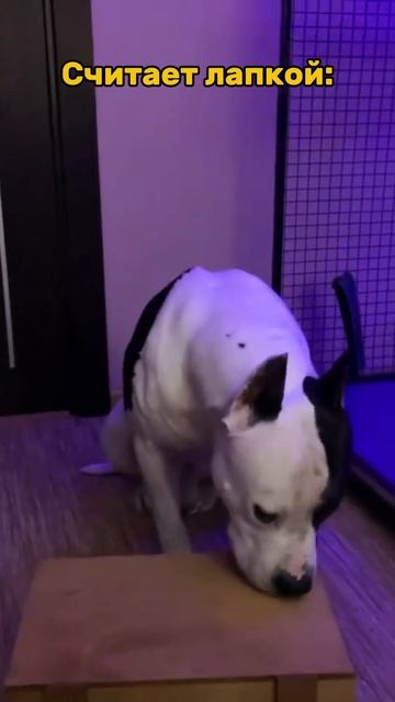 Тао понимает счет. #shorts #dog #dogs #amstaff смотреть онлайн