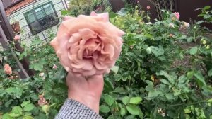 Готовлю пеларгонию к зиме. Какие розы еще цветут.