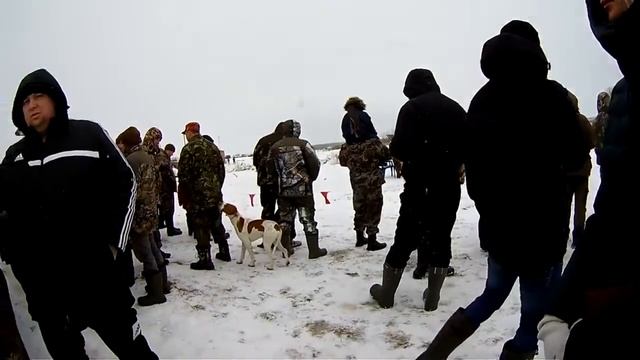 Встречи,общение.Курская выставка охотничьих собак 2019. смотреть онлайн