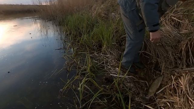 Ловля спиннингом крупного окуня ,голавля ,щук на воблеры и блесны ! смотреть онлайн