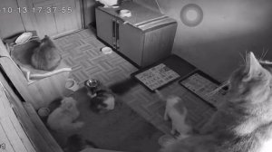 Камера в кошачьем домике