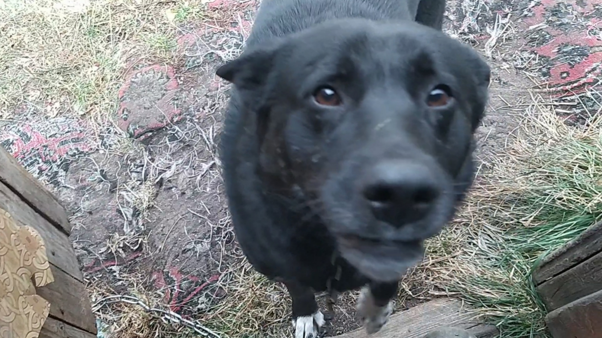 Самый хитрый в мире собак смотреть онлайн