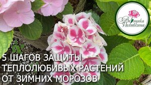 Что сделать осенью, чтобы холодостойкие растения не вымерзли