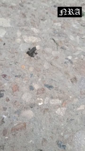 Гоночные лягушки)