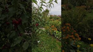 Яблоня сорта - Долго. 2025