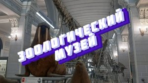 Зоологический музей