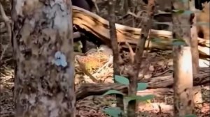 Эти Битвы Животных Взорвали Интернет / Реально Снято на Камеру!