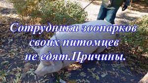 Сотрудники зоопарков своих питомцев не едят. И вот почему.