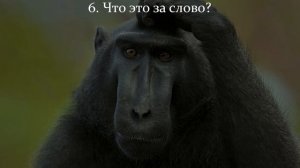 А Вас Подводит Ваша Память? Сколько Значений Старых Слов Вы Сумеете Отгадать?