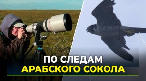 Юные экологи с Ямала побывали в Абу-Даби в госпитале для соколов