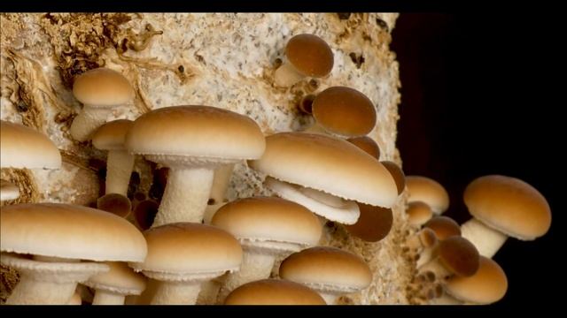 Как растут грибы. Опёнок тополиный смотреть онлайн