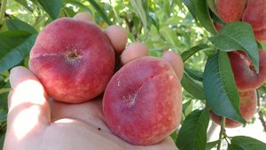 Инжирный персик УФО 5 Ростов-на-Дону | Small Gardens