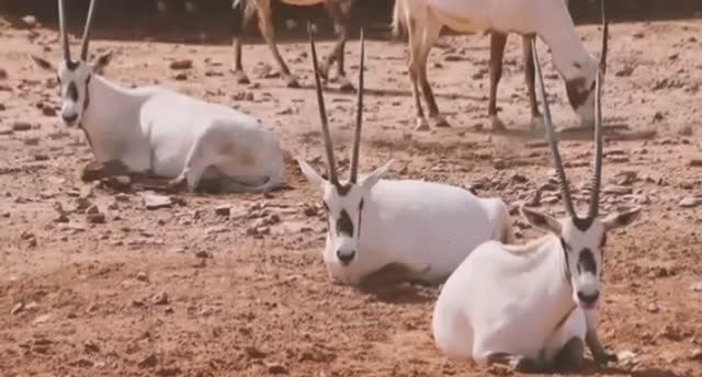 ... Зачем животным Рога....