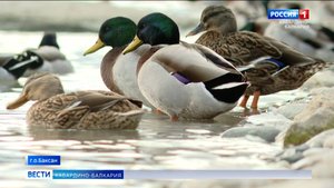 В городском озере Баксана плавают более 100 уток