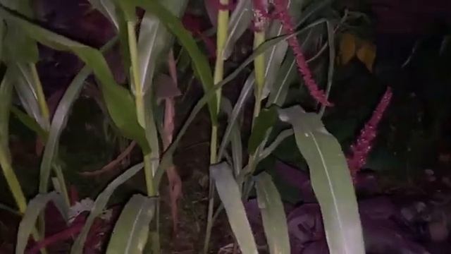 Новое о микробиоме почвы.