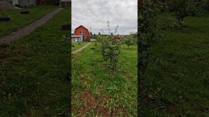 Антей на семенном и на полукарлике 54-118. В Ленобласти 2025.