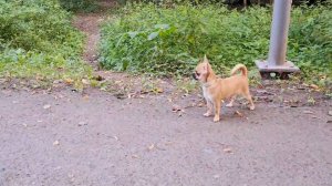 Чихуахуа на прогулке в парке