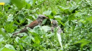 Мама - птица  и ее птенец